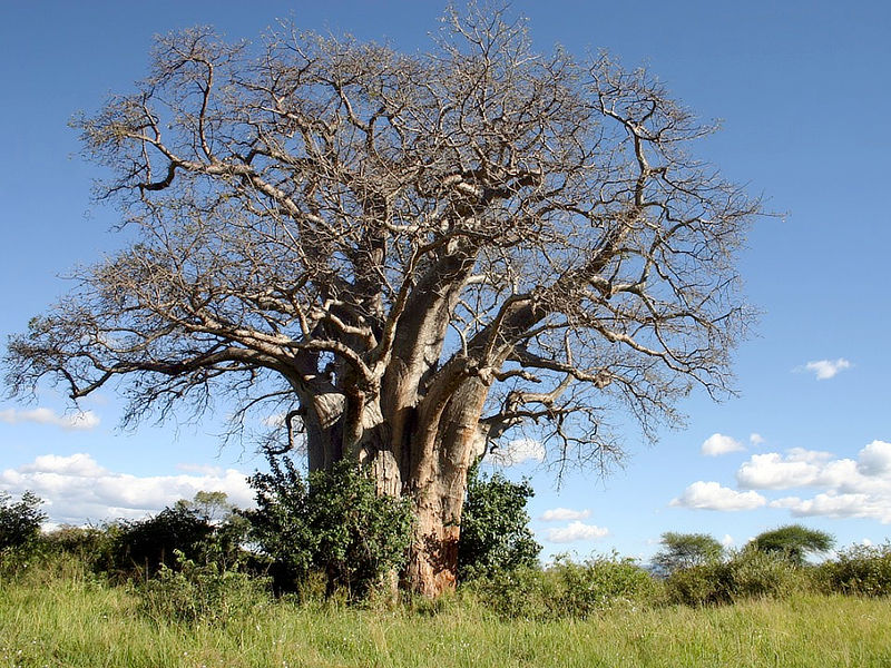 Baobab Tree