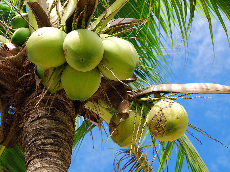 Coconuts